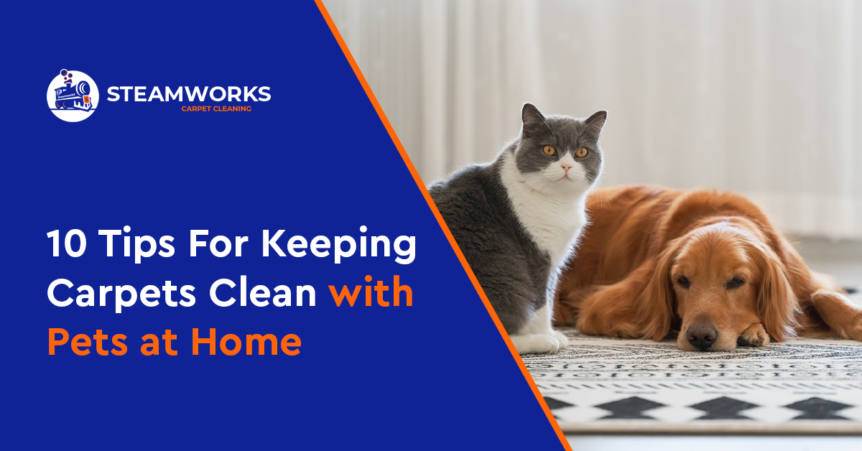 10 Tips for Keeping Carpets Clean with Pets at home